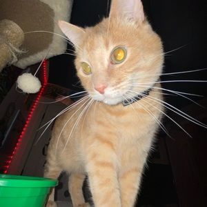 Meet your Posher, Brenda j